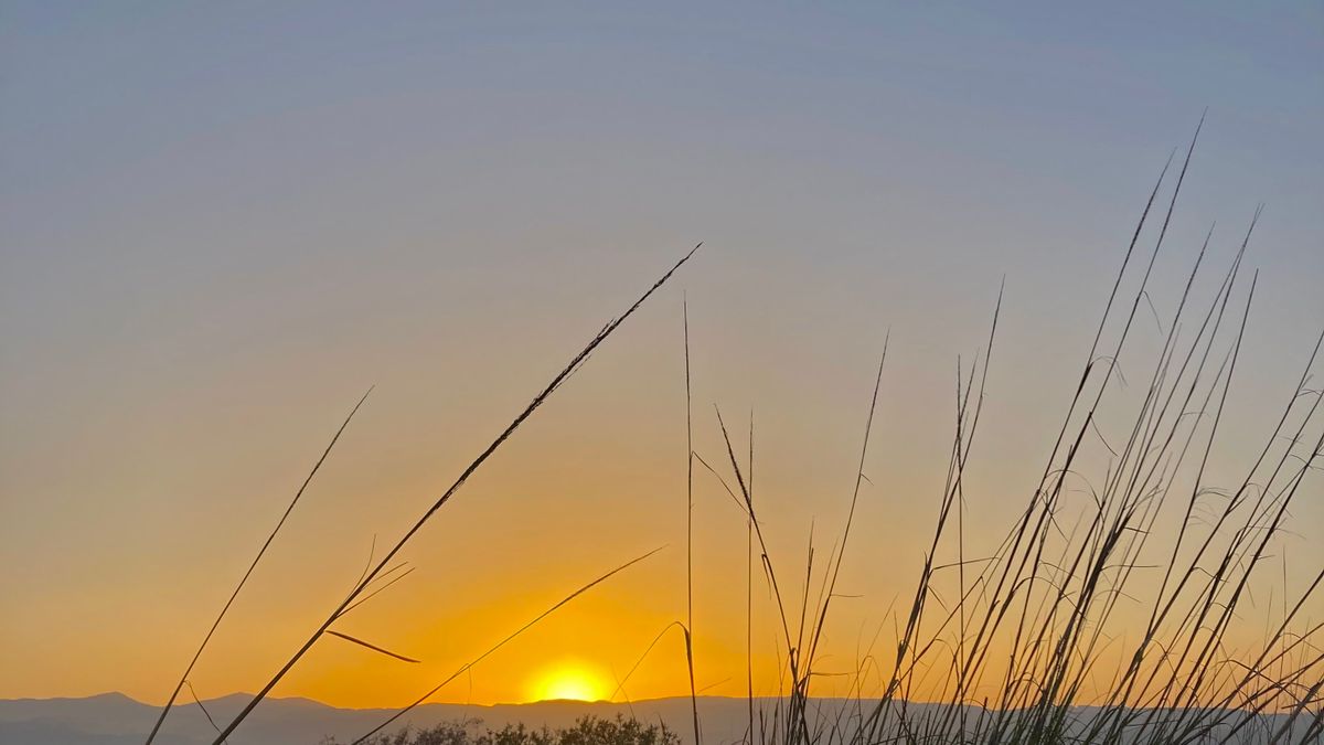 Golden sun rising over distant mountains behind tall silhouetted grass stems